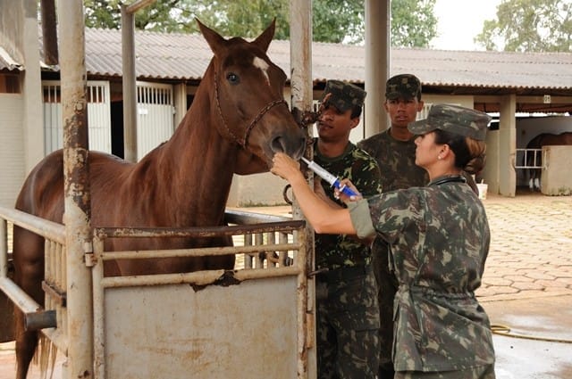 El papel del veterinario en las Fuerzas Armadas. Salidas profesionales