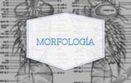 Departamento de Morfologia